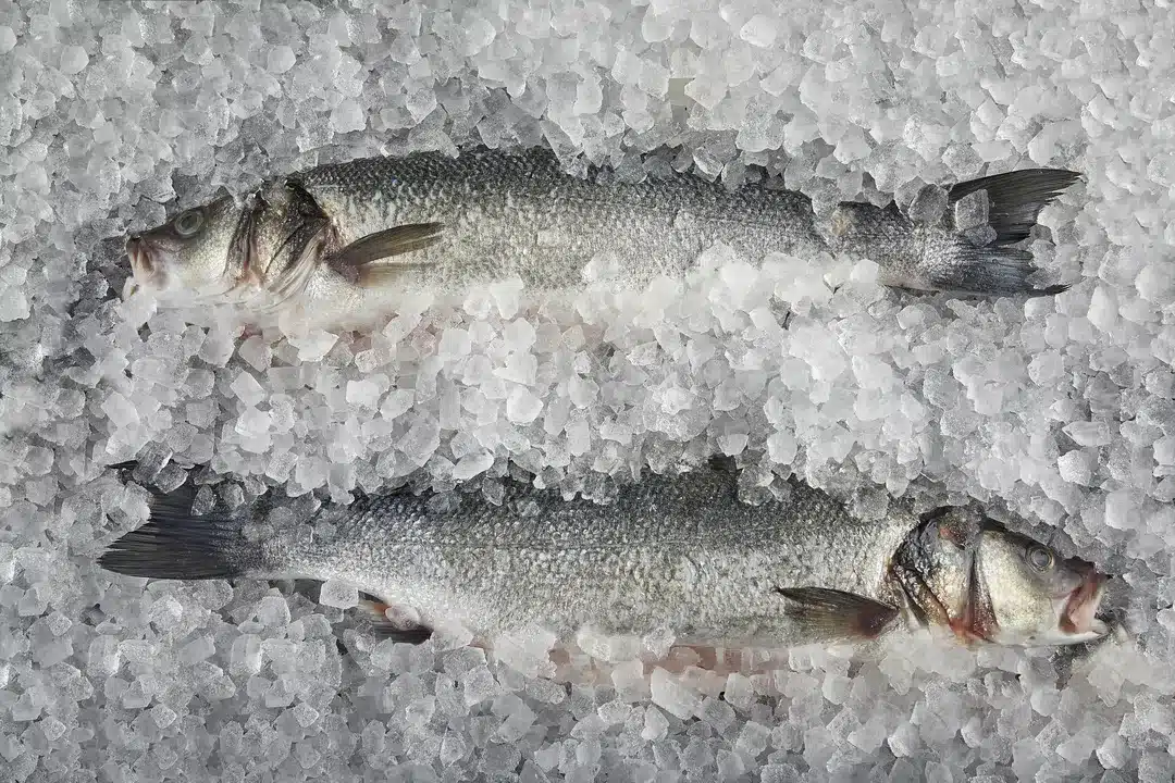 sliding carousel SEA BASS 5K